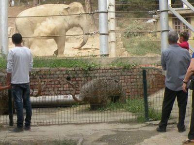 Посетители зоопарка возле вольера со слоном