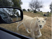 Львица преследует автомобиль