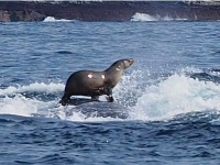 Морской котик на спине кита
