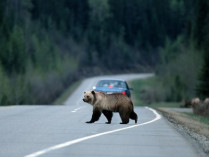 Медведь переходит дорогу