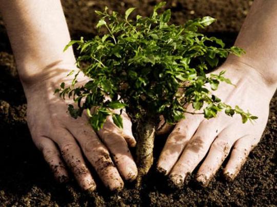 В начале октября в Наводницком парке столицы стартует акция «Посади дерево»