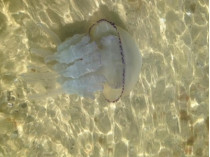 Одесское побережье кишит огромными медузами (фото)