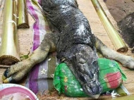 В Таиланде буйволица родила детеныша с головой и кожей... крокодила! (фото, видео)