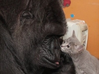 Коко и один из ее приемных детенышей