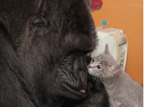 Коко и один из ее приемных детенышей
