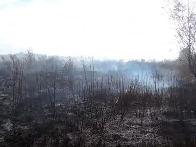 ГСЧС сообщила об увеличении площади торфяных пожаров под Киевом