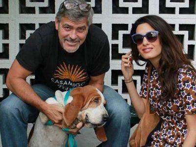 Джордж и Амаль Клуни и их собака Милли