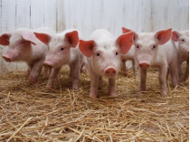В Одесской области введен карантин в связи с выявленной чумой у свиней