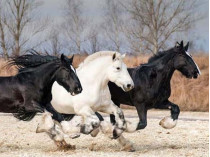 выставка лошадей
