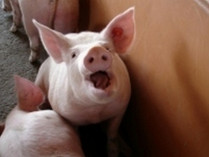В Одесской области зафиксирована еще одна вспышка африканской чумы свиней