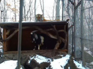 В Приморье тигр подружился с козлом, которого ему дали на... съедение! (фото, видео)