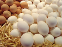 Израиль прекратил импорт куриных яиц из Украины из-за сальмонеллы
