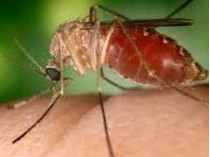 комар кусает человека