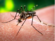 комар кусает человека