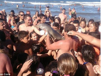 Пляжники носят дельфина на руках