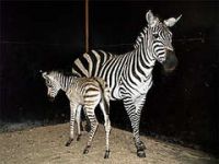 Впервые в истории киевского зоопарка родилась маленькая зебра