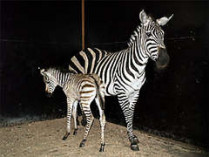 Впервые в истории киевского зоопарка родилась маленькая зебра