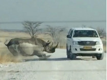 Носорог атакует машину