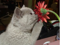 Котенок нюхает цветок