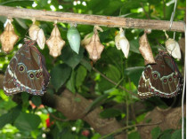 личинки бабочек
