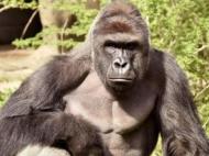В зоопарке Цинциннати горилла 10 минут таскала 4-летнего мальчика, упавшего к ней в вольер (видео)