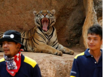 Тигру вводят наркоз