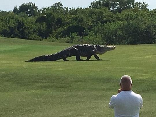 Аллигатор на поле для игры в гольф