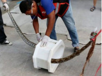Чтобы вытащить змею, спасателям пришлось демонтировать унитаз