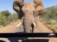 Слон преследует джип с туристами