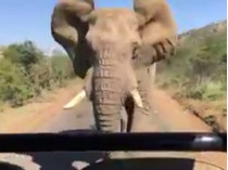 Слон преследует джип с туристами