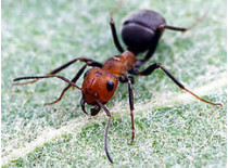 Америка переживает нашествие сумасшедших муравьев