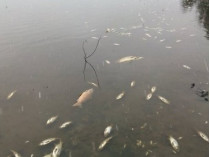От неизвестных химикатов и канализационных стоков в речках Остер и Сула массово гибнет рыба 