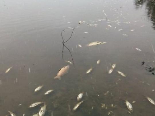 От неизвестных химикатов и канализационных стоков в речках Остер и Сула массово гибнет рыба 