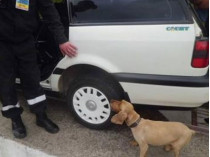 На Закарпатье убили служебную собаку пограничников, которая слишком хорошо боролась с сигаретной контрабандой