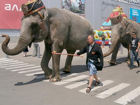 «Для того чтобы помочь больному слону, в цирк пришлось вызывать подъемный кран» 