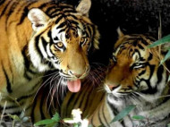 В китайском сафари-парке тигры загрызли туристку (видео 18+)