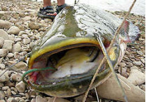Венгерский рыбак поймал в тисе сома длиной 2, 75 метра и весом 75 килограммов