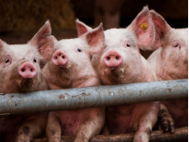 Из-за вспышки АЧС в зоне карантина в Новоодесском районе Николаевщины уничтожат все поголовье свиней