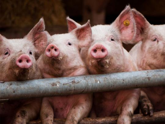 Из-за вспышки АЧС в зоне карантина в Новоодесском районе Николаевщины уничтожат все поголовье свиней