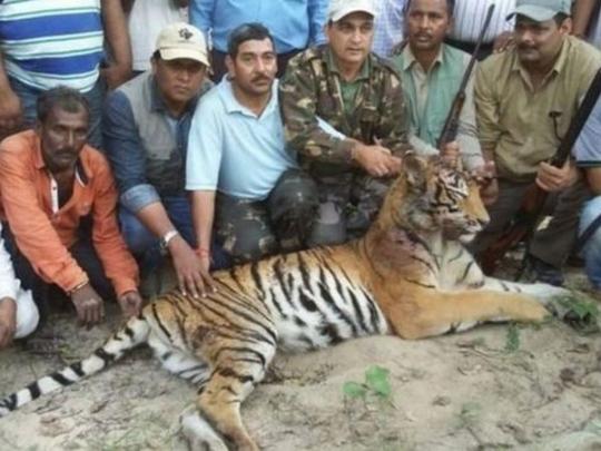 Охотники с убитой тигрицей