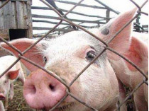 На въездах в Летичев на Хмельнитчине из-за африканской чумы свиней установлены пункты пропуска