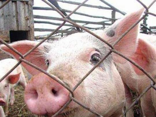 На въездах в Летичев на Хмельнитчине из-за африканской чумы свиней установлены пункты пропуска