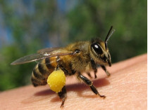 пчелиный яд