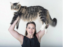 самый большой в мире кот 