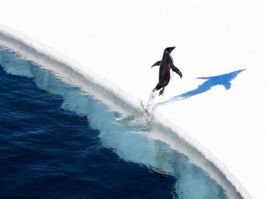 В Антарктике появится крупнейший в мире морской заповедник