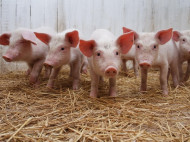 На Хмельнитчине из-за чумы уничтожат тысячи свиней