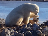 Уникальное видео: дикий белый медведь гладит по голове пса, сидящего на цепи