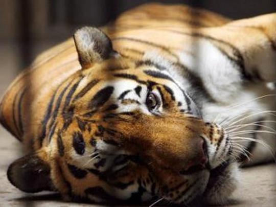 В Николаевском зоопарке работник упал в клетку с тиграми