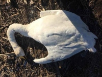 На Николаевщине браконьеры устроили сафари на решивших перезимовать в поле лебедей (фото)