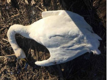 На Николаевщине браконьеры устроили сафари на решивших перезимовать в поле лебедей (фото)